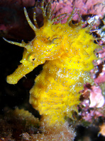 Femelle, Hippocampe moucheté - Hippocampus guttulatus