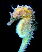 Mâle, Hippocampe moucheté - Hippocampus guttulatus