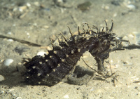 Mâle, Hippocampe moucheté - Hippocampus guttulatus