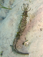 Hippocampe moucheté - Hippocampus guttulatus