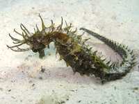 Hippocampe moucheté - Hippocampus guttulatus