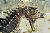 Mâle, Hippocampe moucheté - Hippocampus guttulatus