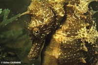 Hippocampe moucheté - Hippocampus guttulatus, Thau