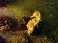 Hippocampe moucheté - Hippocampus guttulatus