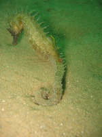 Hippocampe moucheté - Hippocampus guttulatus