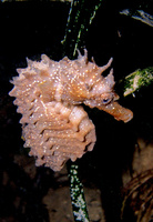 Femelle, Hippocampe moucheté - Hippocampus guttulatus