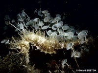 Femelle, Hippocampe moucheté - Hippocampus guttulatus, Roussillon