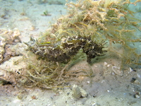 Hippocampe moucheté - Hippocampus guttulatus