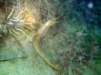 Hippocampe moucheté - Hippocampus guttulatus