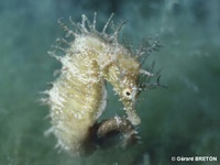 Mâle, Hippocampe moucheté - Hippocampus guttulatus, Roussillon