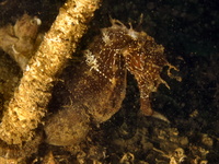 Mâle, Hippocampe moucheté - Hippocampus guttulatus