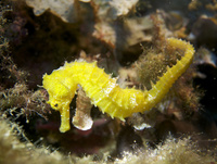 Femelle, Hippocampe moucheté - Hippocampus guttulatus