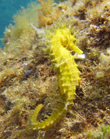 Femelle, Hippocampe moucheté - Hippocampus guttulatus