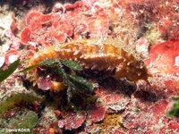 Femelle, Hippocampe moucheté - Hippocampus guttulatus, Provence