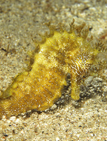 Femelle, Hippocampe moucheté - Hippocampus guttulatus