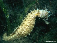 Mâle, Hippocampe moucheté - Hippocampus guttulatus, Arcachon