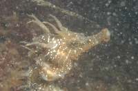 Hippocampe moucheté - Hippocampus guttulatus