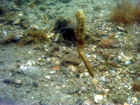 Hippocampe moucheté - Hippocampus guttulatus