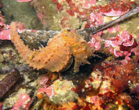 Mâle, Hippocampe moucheté - Hippocampus guttulatus