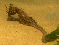 Femelle, Hippocampe moucheté - Hippocampus guttulatus