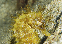 Femelle, Hippocampe moucheté - Hippocampus guttulatus