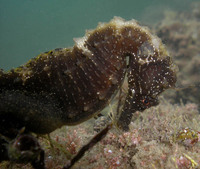 Mâle, Hippocampe moucheté - Hippocampus guttulatus