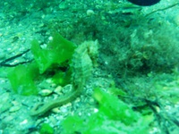 Hippocampe moucheté - Hippocampus guttulatus