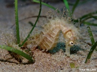 Femelle, Hippocampe moucheté - Hippocampus guttulatus, Italie