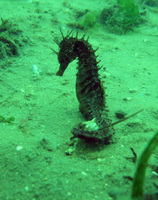 Mâle, Hippocampe moucheté - Hippocampus guttulatus