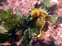 Femelle, Hippocampe moucheté - Hippocampus guttulatus, Provence