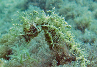 Femelle, Hippocampe moucheté - Hippocampus guttulatus