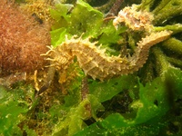 Hippocampe moucheté - Hippocampus guttulatus