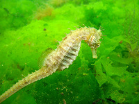 Femelle, Hippocampe moucheté - Hippocampus guttulatus