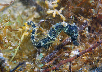 Hippocampe moucheté - Hippocampus guttulatus