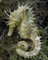 Femelle, Hippocampe moucheté - Hippocampus guttulatus