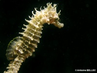 Femelle, Hippocampe moucheté - Hippocampus guttulatus, Bretagne