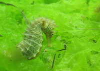 Femelle, Hippocampe moucheté - Hippocampus guttulatus