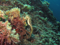 Femelle, Hippocampe moucheté - Hippocampus guttulatus