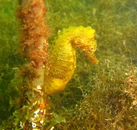 Mâle, Hippocampe moucheté - Hippocampus guttulatus