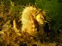 Hippocampe moucheté - Hippocampus guttulatus