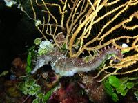 Female, Long-snouted seahorse - Hippocampus guttulatus