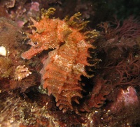 Femelle, Hippocampe moucheté - Hippocampus guttulatus