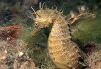 Mâle, Hippocampe moucheté - Hippocampus guttulatus