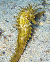 Femelle, Hippocampe moucheté - Hippocampus guttulatus