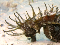 Hippocampe moucheté - Hippocampus guttulatus