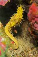 Hippocampe moucheté - Hippocampus guttulatus