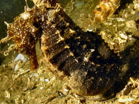 Mâle, Hippocampe moucheté - Hippocampus guttulatus