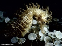 Femelle, Hippocampe moucheté - Hippocampus guttulatus, Roussillon