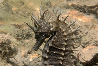 Mâle, Hippocampe moucheté - Hippocampus guttulatus