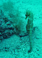 Mâle, Hippocampe moucheté - Hippocampus guttulatus